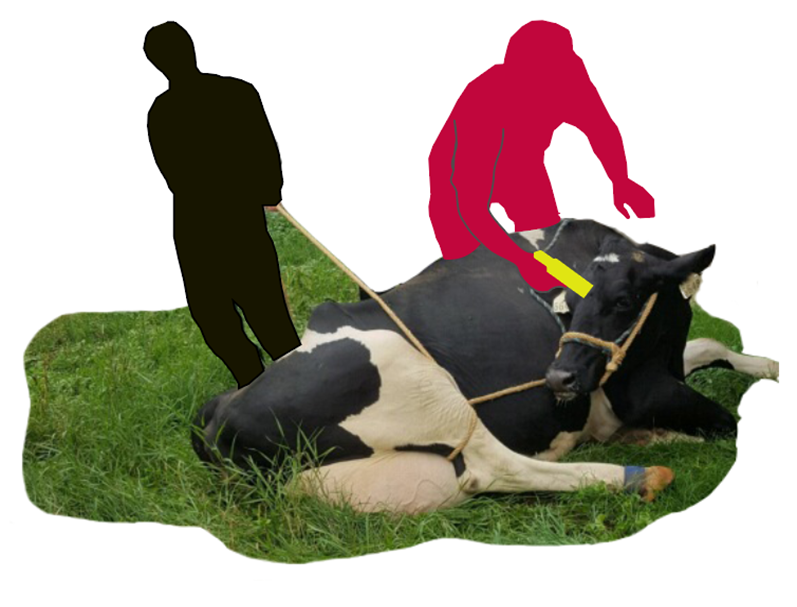 humane euthanasia bolt gun cow restraint